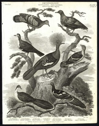 Antique print-NATURAL HISTORY-BIRD-PIGEON-GARNET-BRONZE-WINGED-Rees-1820