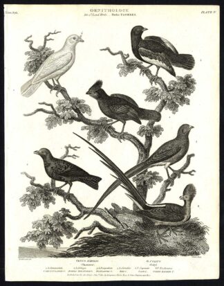 Antique print-NATURAL HISTORY-BIRD-CHATTERER-COLY-AMPELIS-COLIUS-Rees-1820