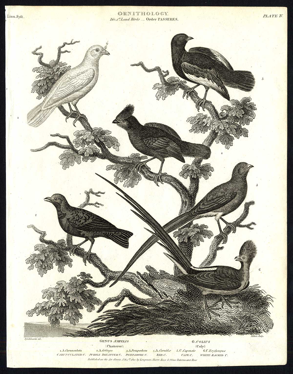 , Antique print-NATURAL HISTORY-BIRD-CHATTERER-COLY-AMPELIS-COLIUS-Rees-1820, Pictura Antique Prints