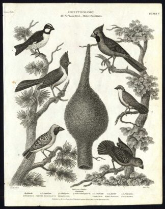 Antique print-NATURAL HISTORY-BIRD-LOXIA-GROSBEAK-CARDINAL-Rees-1820