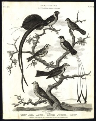 Antique print-NATURAL HISTORY-BIRD-BUNTING-EMBERIZA-WHIDAH-Rees-1820