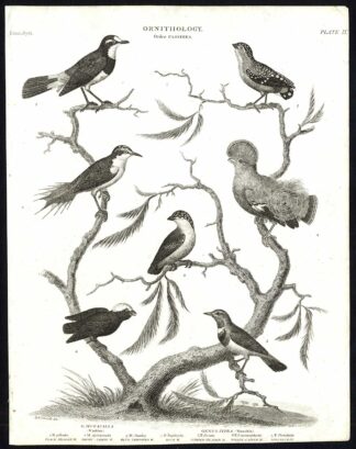 Antique print-NATURAL HISTORY-BIRD-WARBLED-MANAKIN-MOTACILLA-PIPRA-Rees-1820