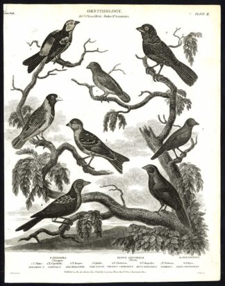 Antique print-NATURAL HISTORY-BIRD-TANAGER-FINCH-FRINGILLA-PHYTOTOMA-Rees-1820