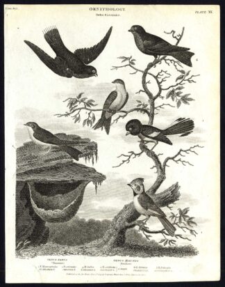 Antique print-NATURAL HISTORY-BIRD-TITMOUSE-SWALLOW-PARUS-HIRUNDO-Rees-1820