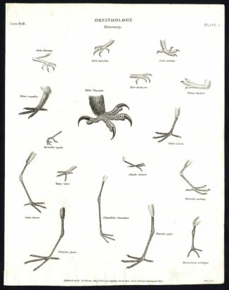 Antique print-NATURAL HISTORY-BIRD-STRIX-FALCO-CLAW-FEET-ARDEA-Rees-1820