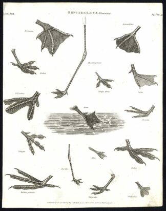 Antique print-NATURAL HISTORY-BIRD-CLAW-PELICANUS-LARUS-ANAS-Rees-1820