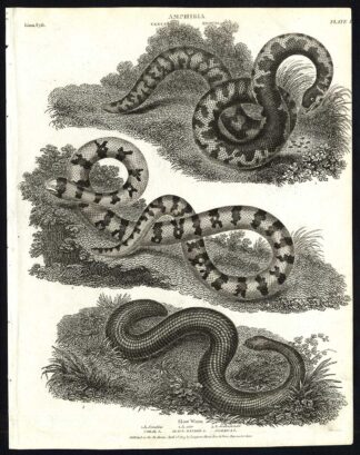 Antique print-NATURAL HISTORY-SNAKE-SLOW WORM-AMPHIBIAN-Rees-1820