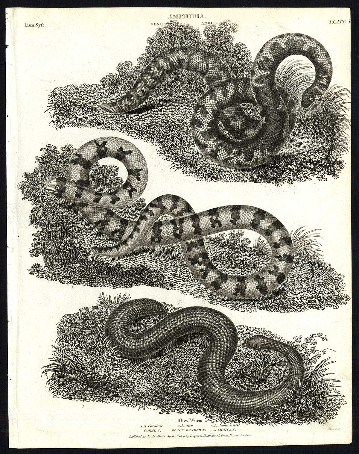 , Antique print-NATURAL HISTORY-SNAKE-SLOW WORM-AMPHIBIAN-Rees-1820, Pictura Antique Prints