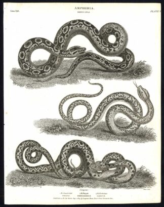 Antique print-NATURAL HISTORY-SNAKE-AMPHIBIAN-BOA-CONSTRICTOR-Rees-1820