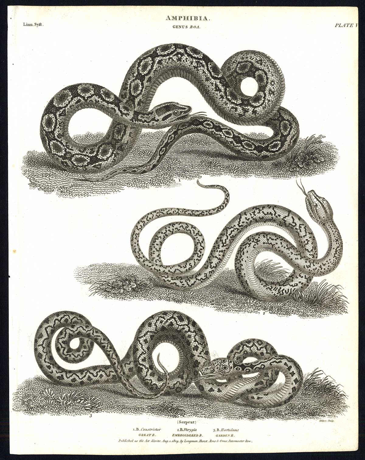 , Antique print-NATURAL HISTORY-SNAKE-AMPHIBIAN-BOA-CONSTRICTOR-Rees-1820, Pictura Antique Prints