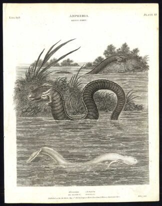 Antique print-NATURAL HISTORY-SNAKE-AMPHIBIAN-SIREN-EEL SHAPED-Rees-1820