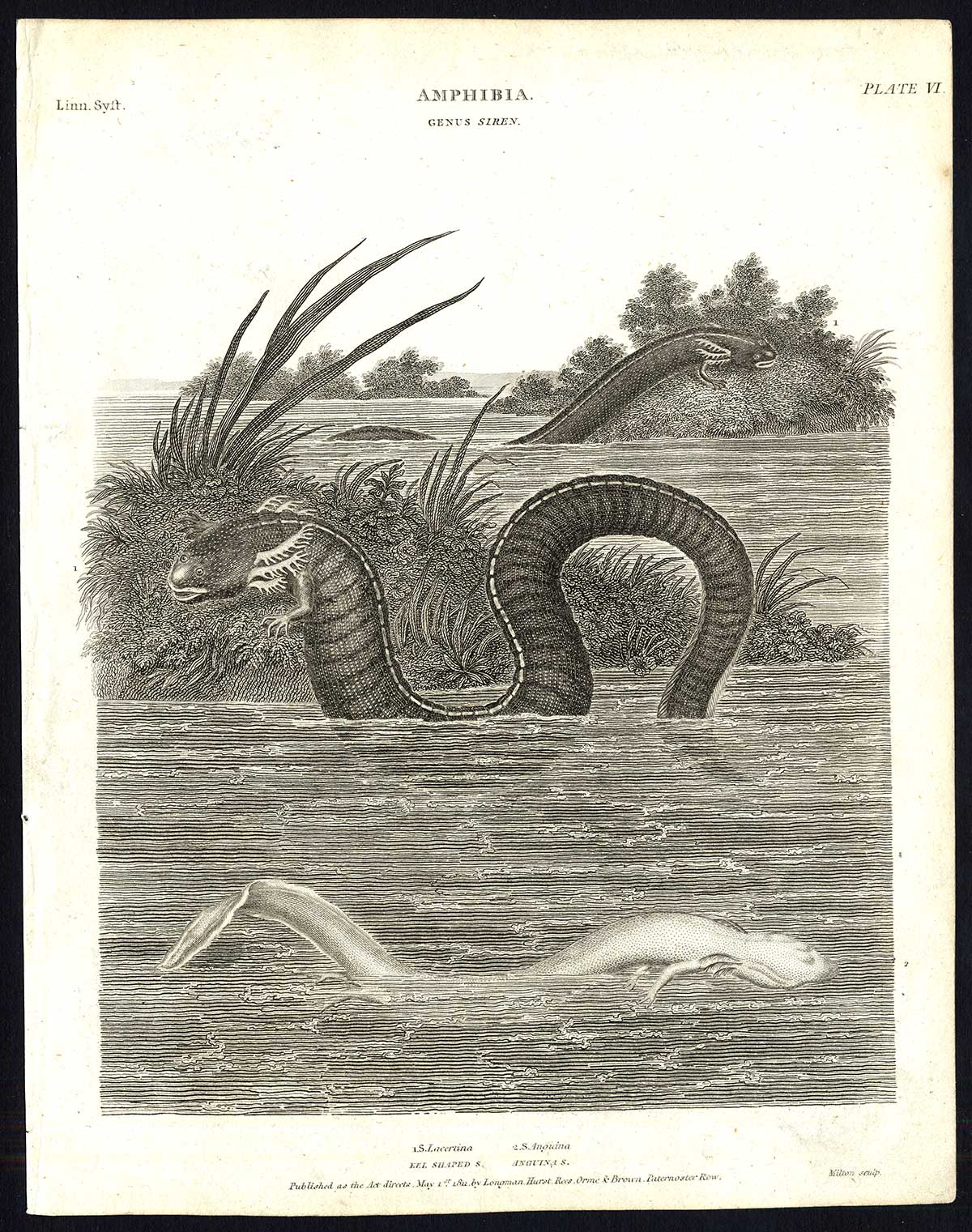 Antique print-NATURAL HISTORY-SNAKE-AMPHIBIAN-SIREN-EEL SHAPED-Rees-1820