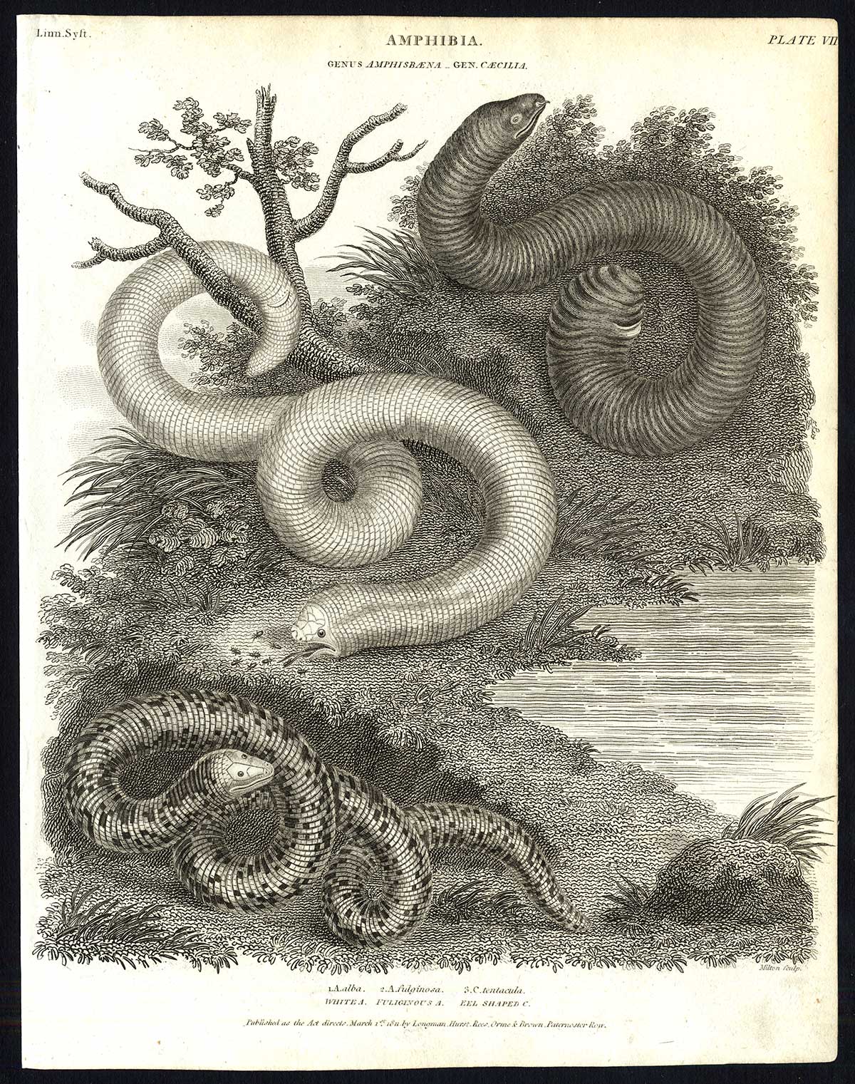 , Antique print-NATURAL HISTORY-AMPHIBIAN-SNAKE-CAECILIA-AMPHISBAENA-Rees-1820, Pictura Antique Prints