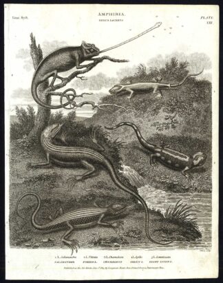 Antique print-NATURAL HISTORY-AMPHIBIAN-LIZARD-SALAMANDER-CHAMAELEON-Rees-1820