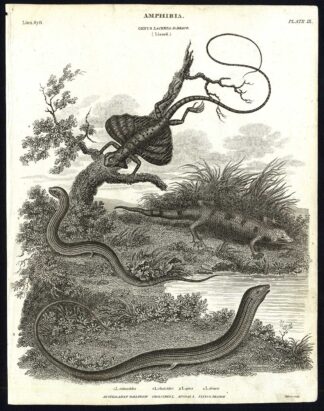 Antique print-NATURAL HISTORY-LIZARD-AMPHIBIAN-GALLIWASP-DRAGON-Rees-1820