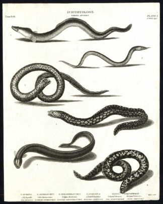 Antique print-NATURAL HISTORY-EEL-MURENA-SYNBRANCHUS-SPHAGEBRANCHUS-Rees-1820