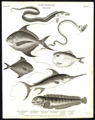 Antique print-NATURAL HISTORY-FISH-CINEREUS-SWORD-WOLF-XIPHIAS-Rees-1820
