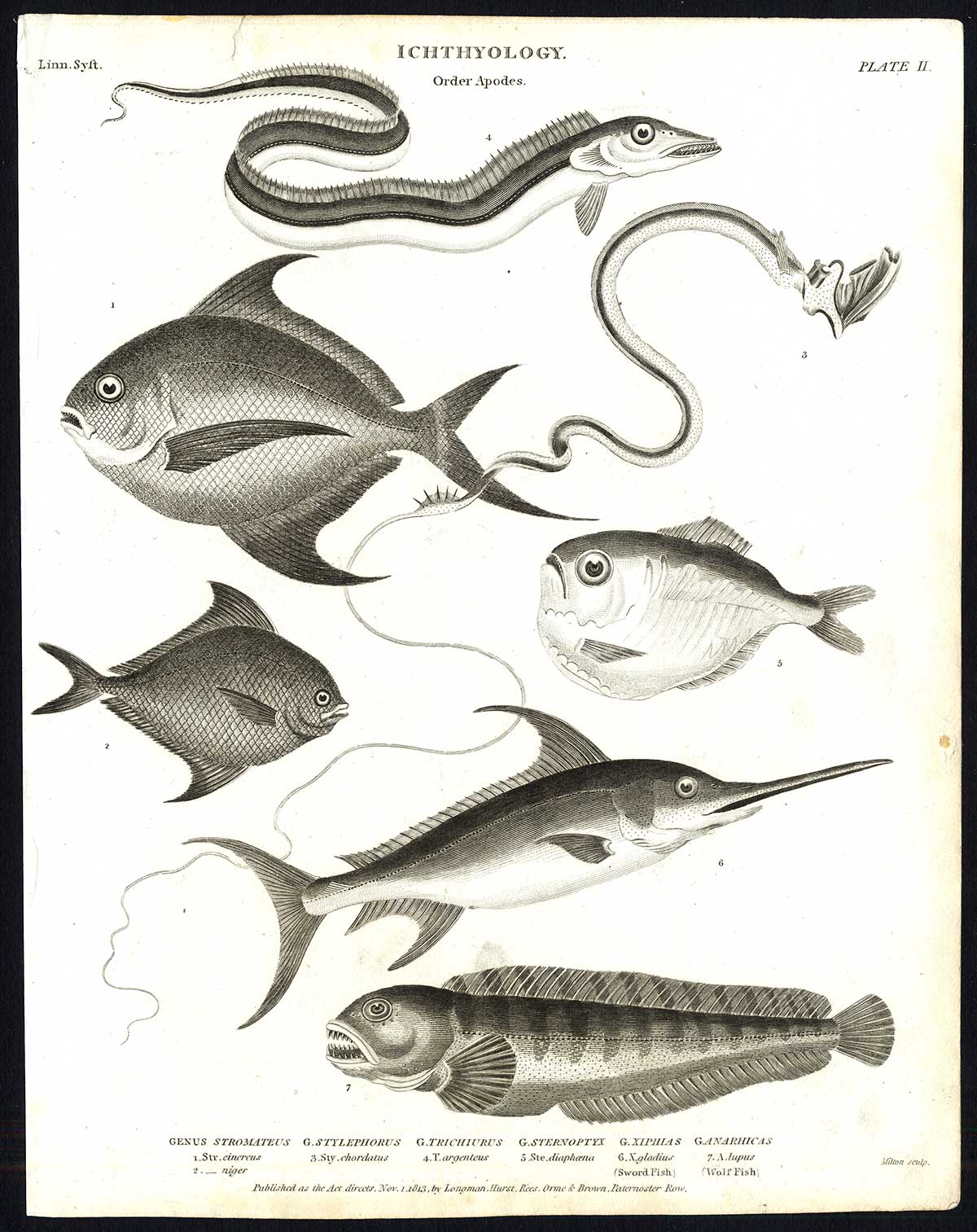 , Antique print-NATURAL HISTORY-FISH-CINEREUS-SWORD-WOLF-XIPHIAS-Rees-1820, Pictura Antique Prints