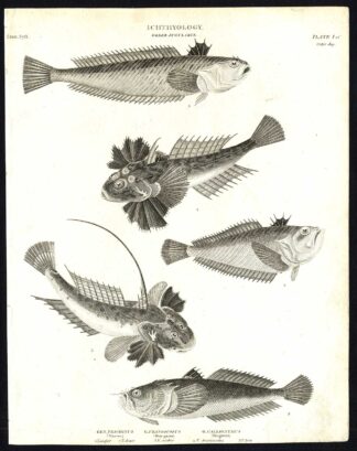 Antique print-NATURAL HISTORY-FISH-WEEVER-STAR GAZER-TRACHINUS-Rees-1820