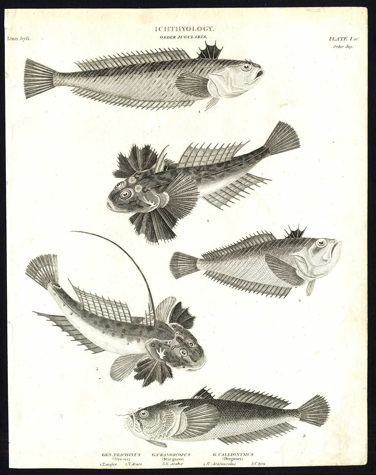 , Antique print-NATURAL HISTORY-FISH-WEEVER-STAR GAZER-TRACHINUS-Rees-1820, Pictura Antique Prints