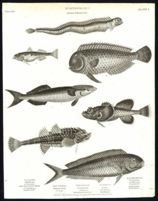 Antique print-NATURAL HISTORY-BULL HEAD-CORYPHENE-SUCKING FISH-GOBY-Rees-1820