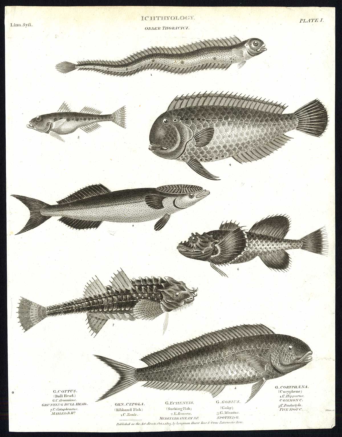 Lb30593 416x530 Antique print-NATURAL HISTORY-BULL HEAD-CORYPHENE-SUCKING FISH-GOBY-Rees-1820