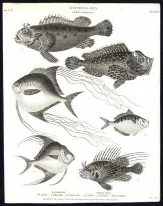 Antique print-NATURAL HISTORY-FISH-SCORPAENA-ZEUS-Rees-1820