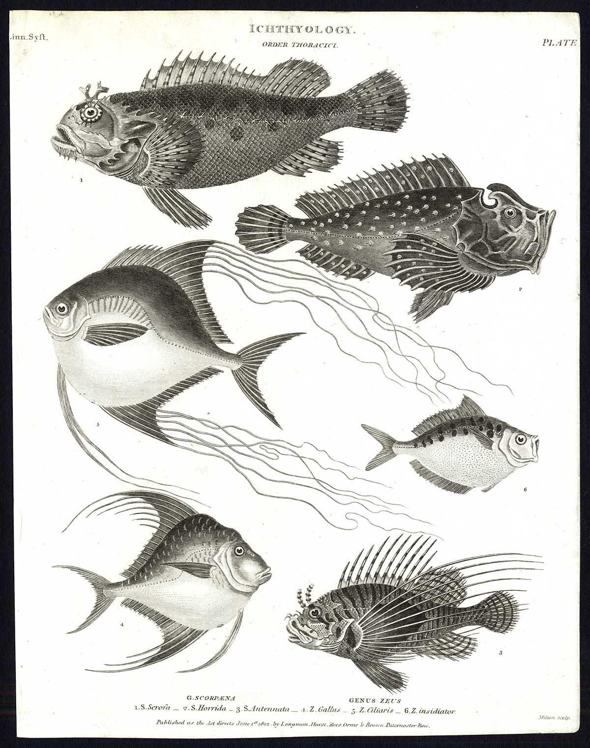 , Antique print-NATURAL HISTORY-FISH-SCORPAENA-ZEUS-Rees-1820, Pictura Antique Prints