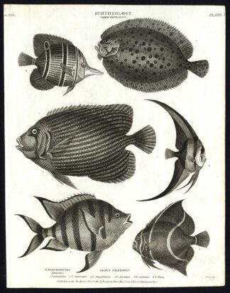 Antique print-NATURAL HISTORY-FISH-FLOUNDER-TEIRA-PLEURONECTES-Rees-1820