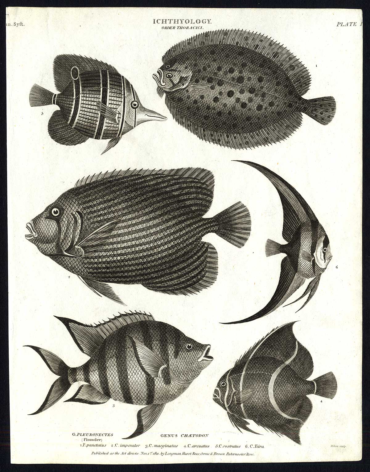, Antique print-NATURAL HISTORY-FISH-FLOUNDER-TEIRA-PLEURONECTES-Rees-1820, Pictura Antique Prints