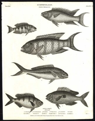 Antique print-NATURAL HISTORY-FISH-GILT HEAD-SPARUS-Rees-1820