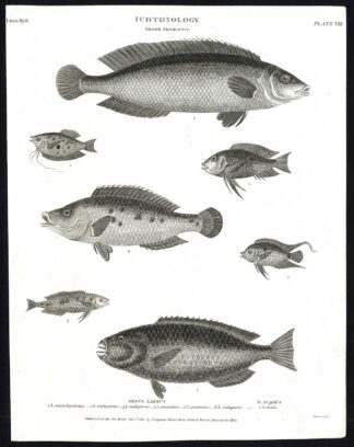 Antique print-NATURAL HISTORY-FISH-LABRUS-SCARUS-Rees-1820