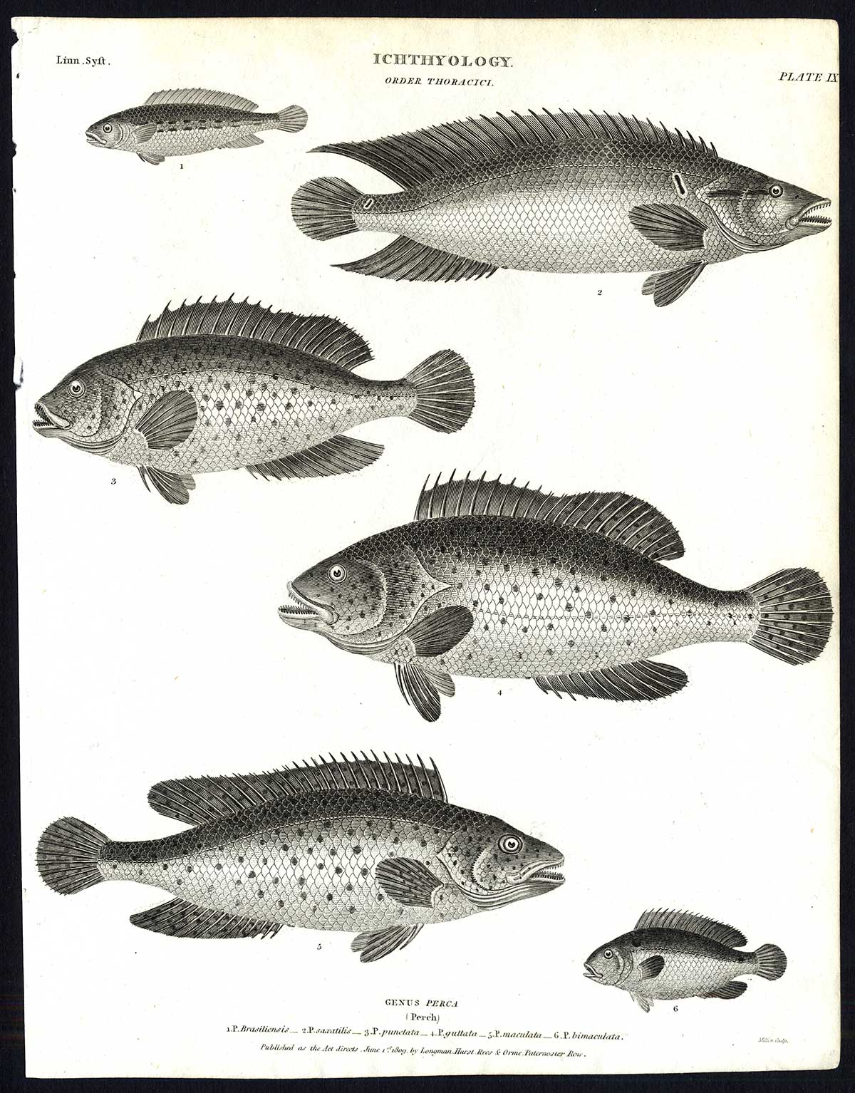, Antique print-NATURAL HISTORY-FISH-PERCA-PERCH-Rees-1820, Pictura Antique Prints