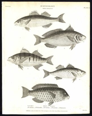 Antique print-NATURAL HISTORY-FISH-SCARUS-SCIAENA-Rees-1820