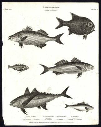 Antique print-NATURAL HISTORY-FISH-SCIAENA-GASTEROSTEUS-Rees-1820