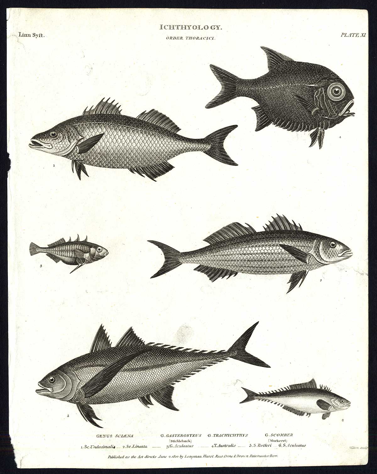 , Antique print-NATURAL HISTORY-FISH-SCIAENA-GASTEROSTEUS-Rees-1820, Pictura Antique Prints