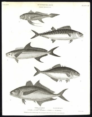 Antique print-NATURAL HISTORY-FISH-SCOMBER-MACKEREL-LONCHIURUS-Rees-1820