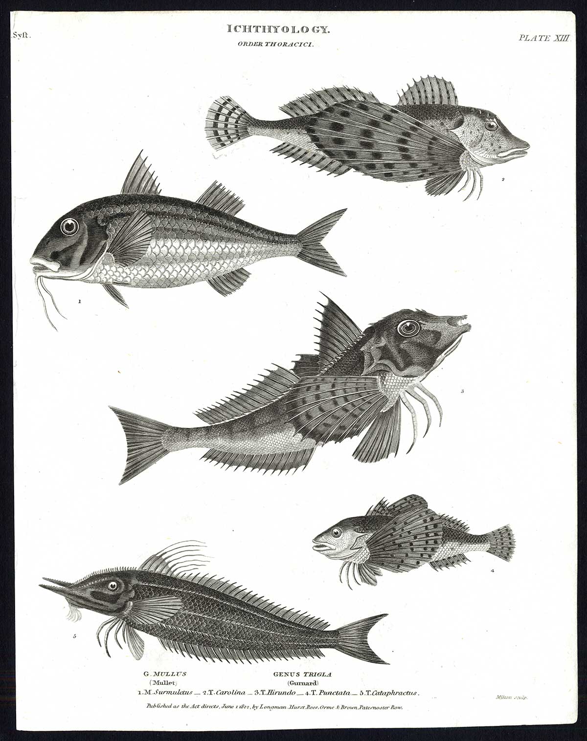 , Antique print-NATURAL HISTORY-FISH-MULLET-GURNARD-MULLUS-TRIGLA-Rees-1820, Pictura Antique Prints