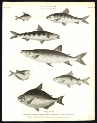 Antique print-NATURAL HISTORY-FISH-SALMON-ODOE-RHOMBEUS-Rees-1820