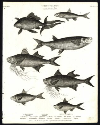 Antique print-NATURAL HISTORY-FISH-POLYNEME-HERRING-CLUPEA-Rees-1820