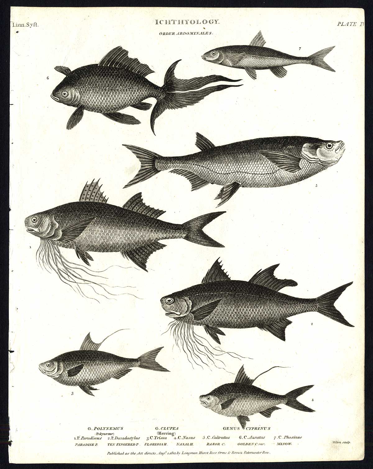 , Antique print-NATURAL HISTORY-FISH-POLYNEME-HERRING-CLUPEA-Rees-1820, Pictura Antique Prints