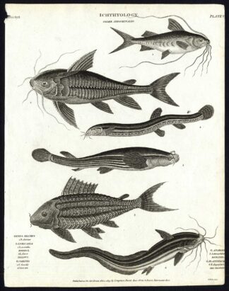 Antique print-NATURAL HISTORY-FISH-LORICARIA-SILURUS-ANABLEPS-Rees-1820