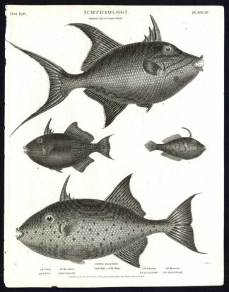 Antique print-NATURAL HISTORY-FISH-OLD WIFE-FILE FISH-Rees-1820