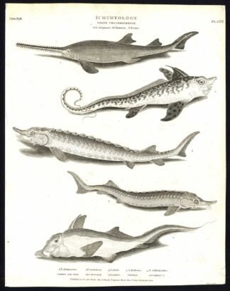 Antique print-NATURAL HISTORY-FISH-CHIMAERA-PRISTIS-ACIPENSER-Rees-1820