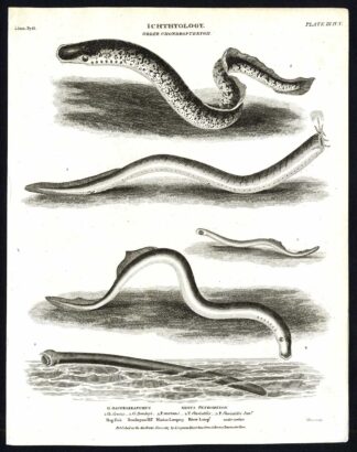 Antique print-NATURAL HISTORY-FISH-PETROMYZON-GASTROBRANCHUS-Rees-1820