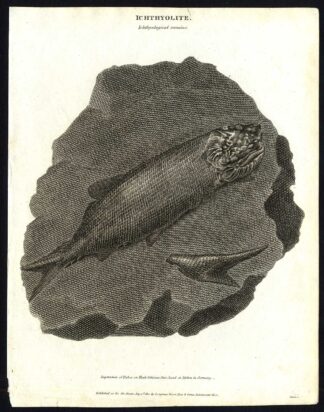 Antique print-NATURAL HISTORY-FISH-FOSSIL-REMAINS-Rees-1820