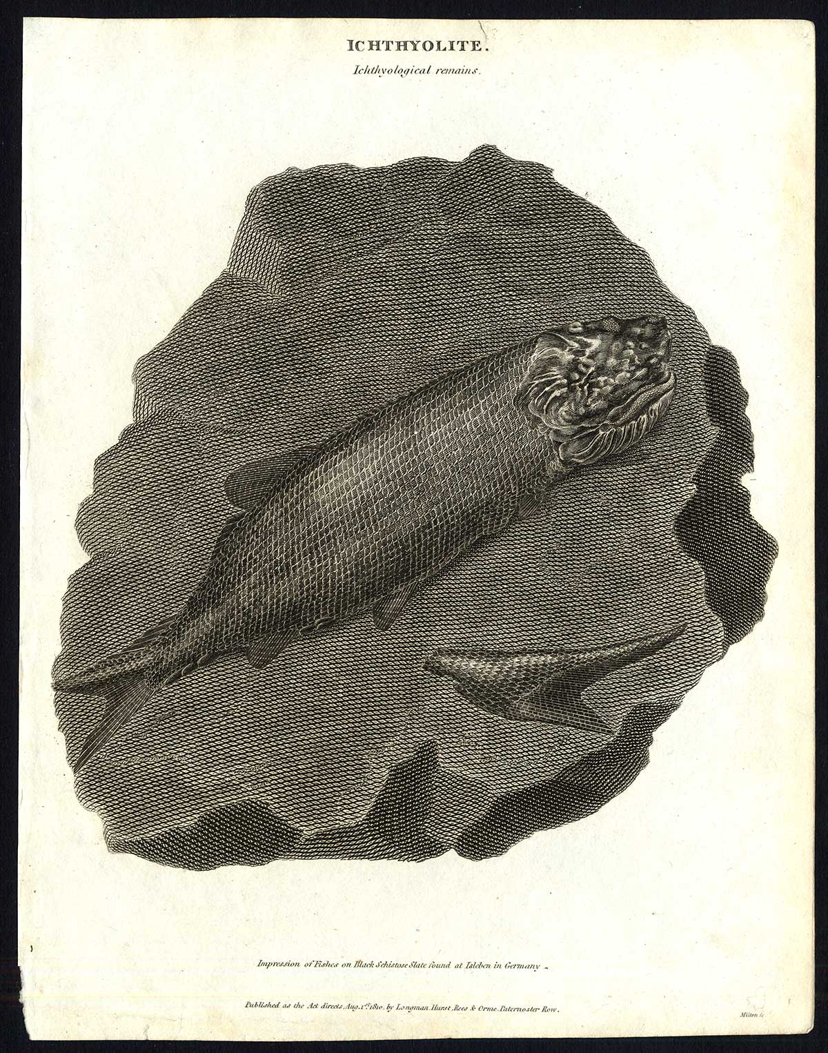 Lb30618 416x529 Antique print-NATURAL HISTORY-FISH-FOSSIL-REMAINS-Rees-1820