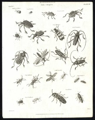 Antique print-NATURAL HISTORY-INSECT-LEAF BEETLE-HISPA-Rees-1820