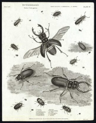 Antique print-NATURAL HISTORY-INSECT-STAG BEETLE-DERMESTES-Rees-1820