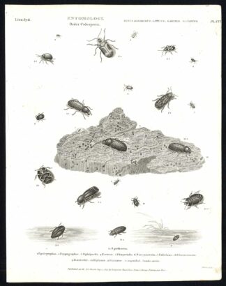 Antique print-NATURAL HISTORY-INSECT-BEETLE-BOSTRICHUS-PTINUS-HISTER-Rees-1820